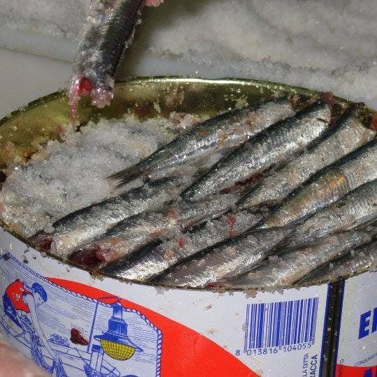Salted Anchovies