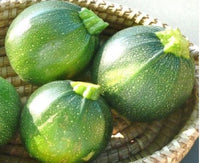 Marrows (Qarabaghli Tond) xkg