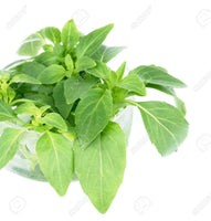 Basil (habaq) per pot